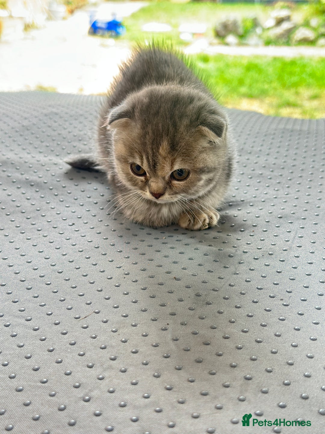 Scottish Fold cats for sale: 🐾Playful Male & Female Scottish Fold Kittens🐾 - Image 7