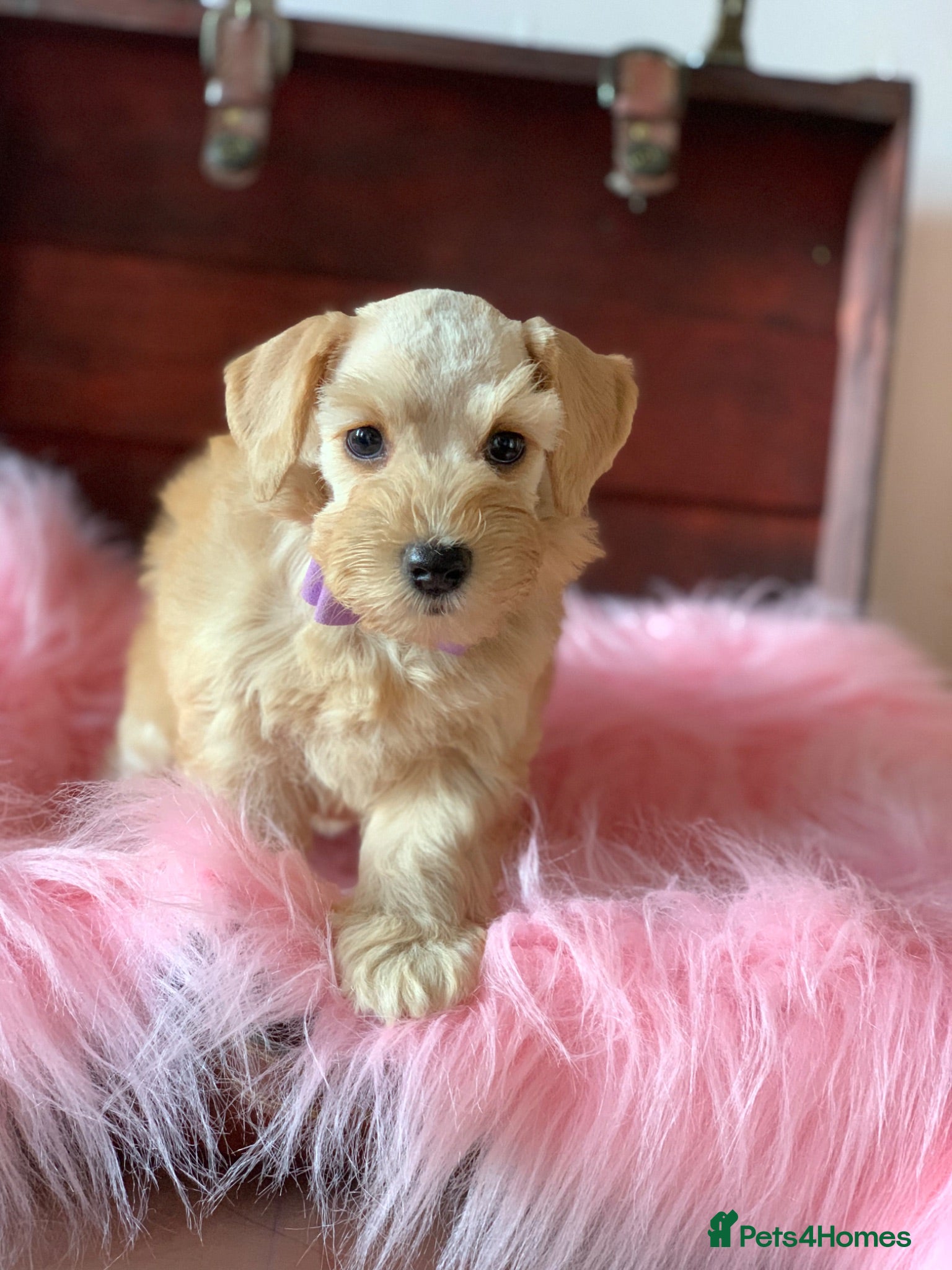 Miniature Schnauzer dogs 5* Licensed READY KC Small Mini Schnauzer Litter  - Advert 5