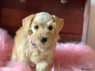Miniature Schnauzer dogs 5* Licensed READY KC Small Mini Schnauzer Litter - Advert 5