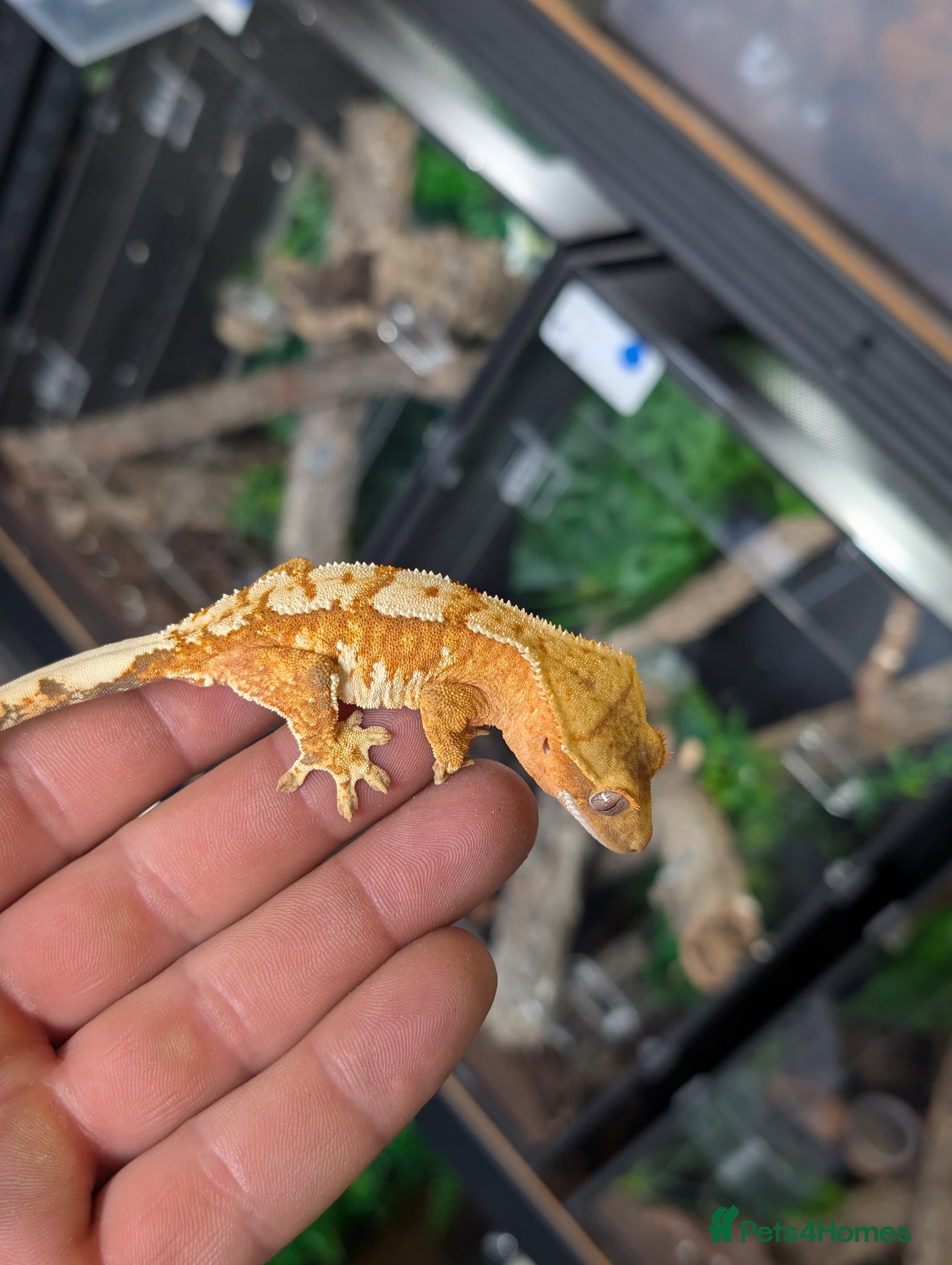 Gecko reptiles Available Orange kid - Advert 21