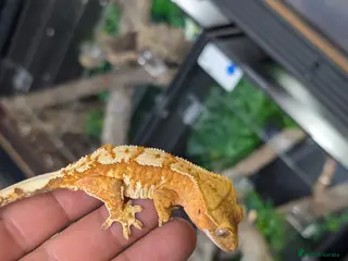 Gecko reptiles Available Orange kid - Advert 21