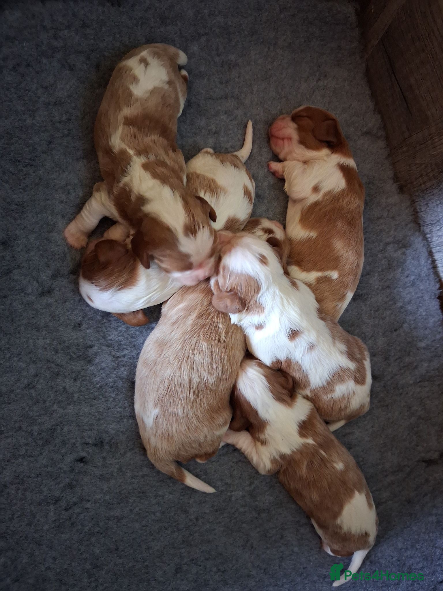 Cavalier King Charles Spaniel dogs Cavalier king Charles health tested parents  - Advert 9