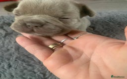 French Bulldog dogs for sale: 5 French bull dogs puppies  - Image 17