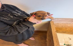 Mixed Breed dogs for sale: Border terrier x jack Russell  - Image 4
