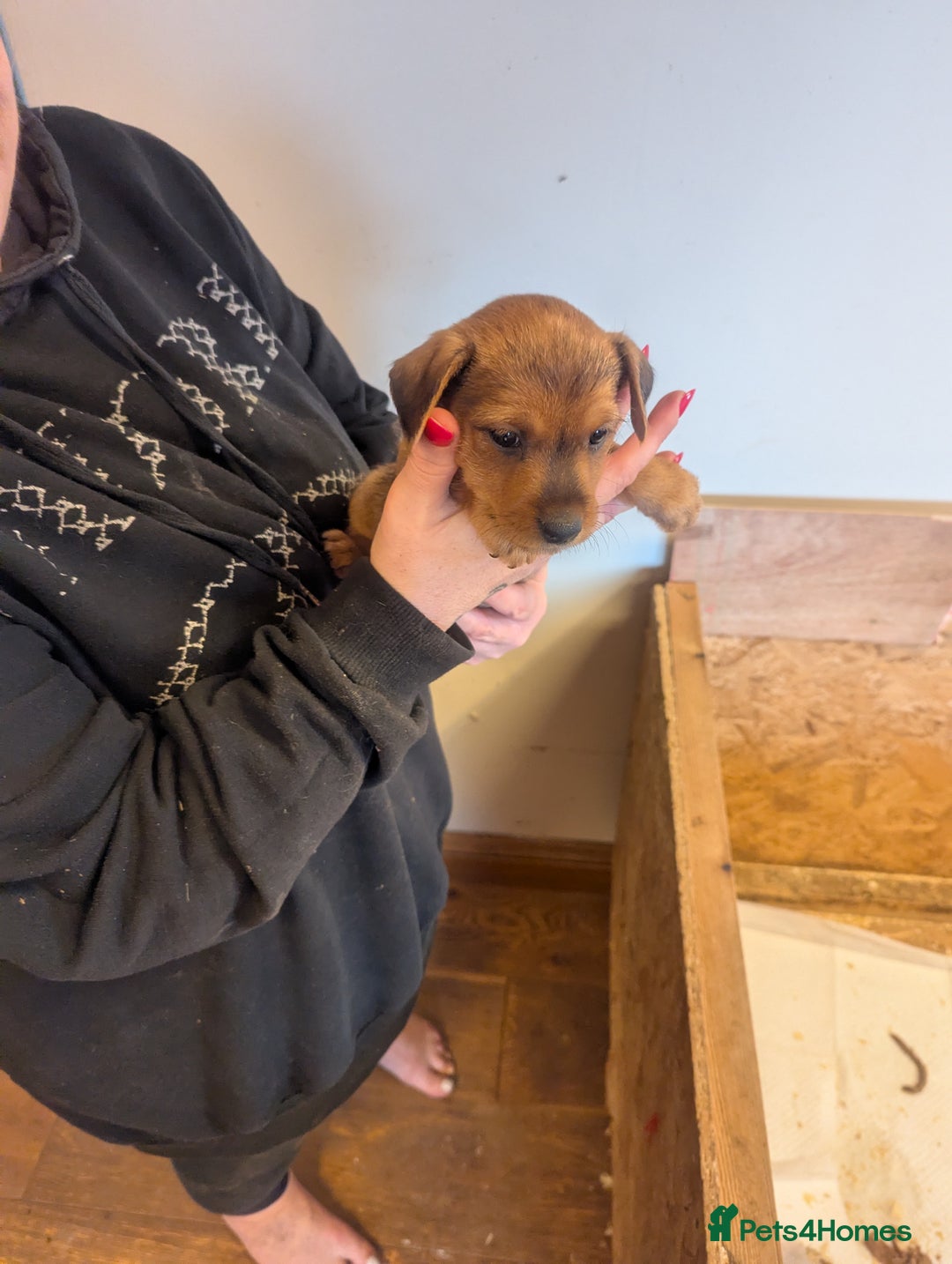 Mixed Breed dogs for sale: Border terrier x jack Russell  - Image 4