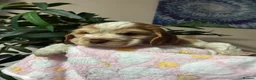 Cocker Spaniel dogs for sale: Kc reg show type cockers - Advert 18