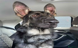 German Shepherd dogs for sale: Pure bred boy German shepherd for sale - Image 3