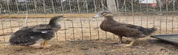 Ducks poultry for sale: Duck Pair For Sale in Tonbridge - Advert 5