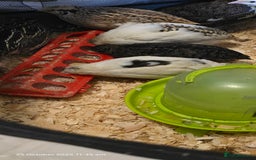 Quail poultry for sale: 🌟 Adult Quails for Sale! 🌟 - Image 5