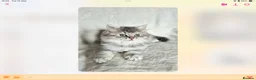 British Shorthair cats for sale: GCCF reg British kittens  - Advert 9