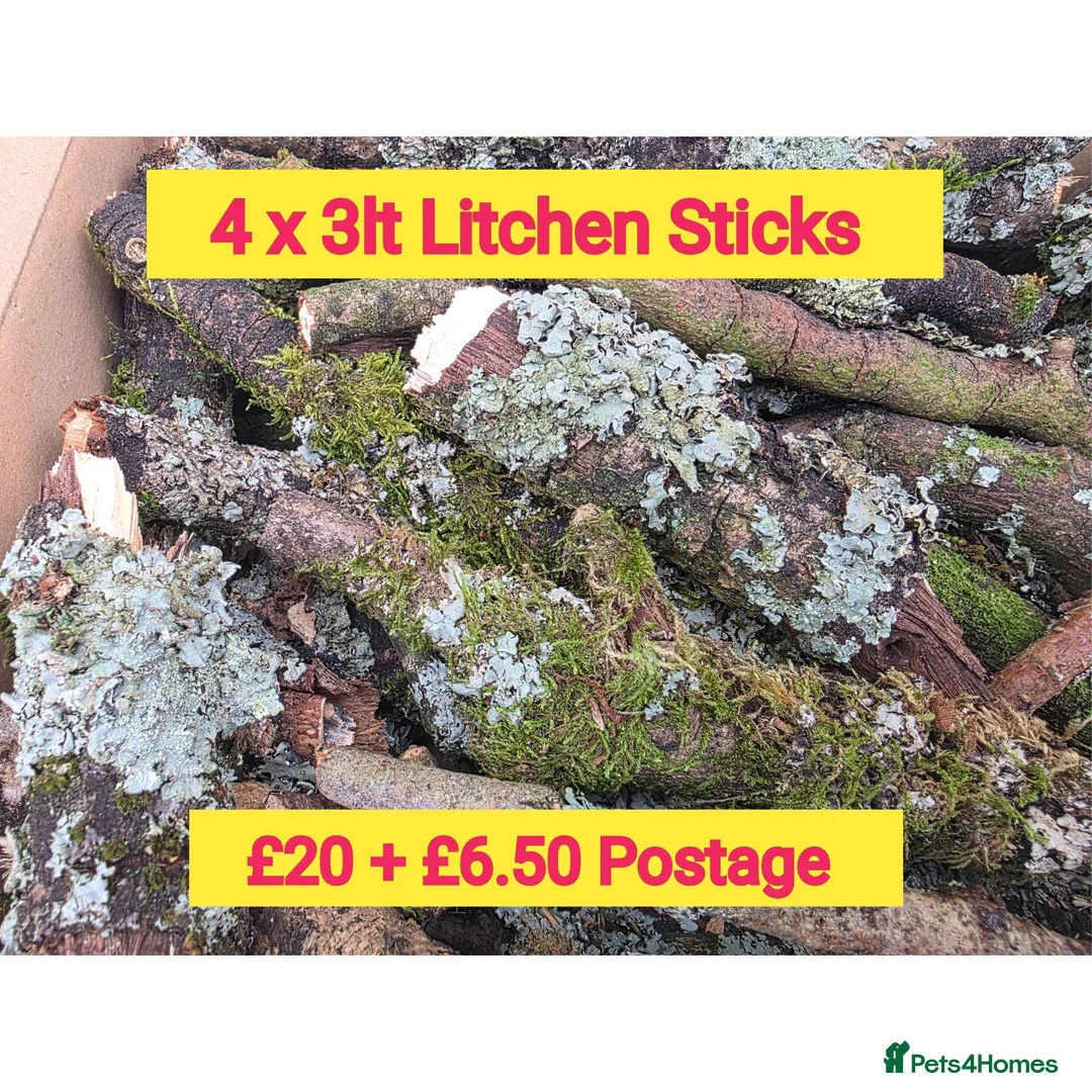 Millipedes invertebrates for sale: Pick & Mix see Photos  - Advert 2