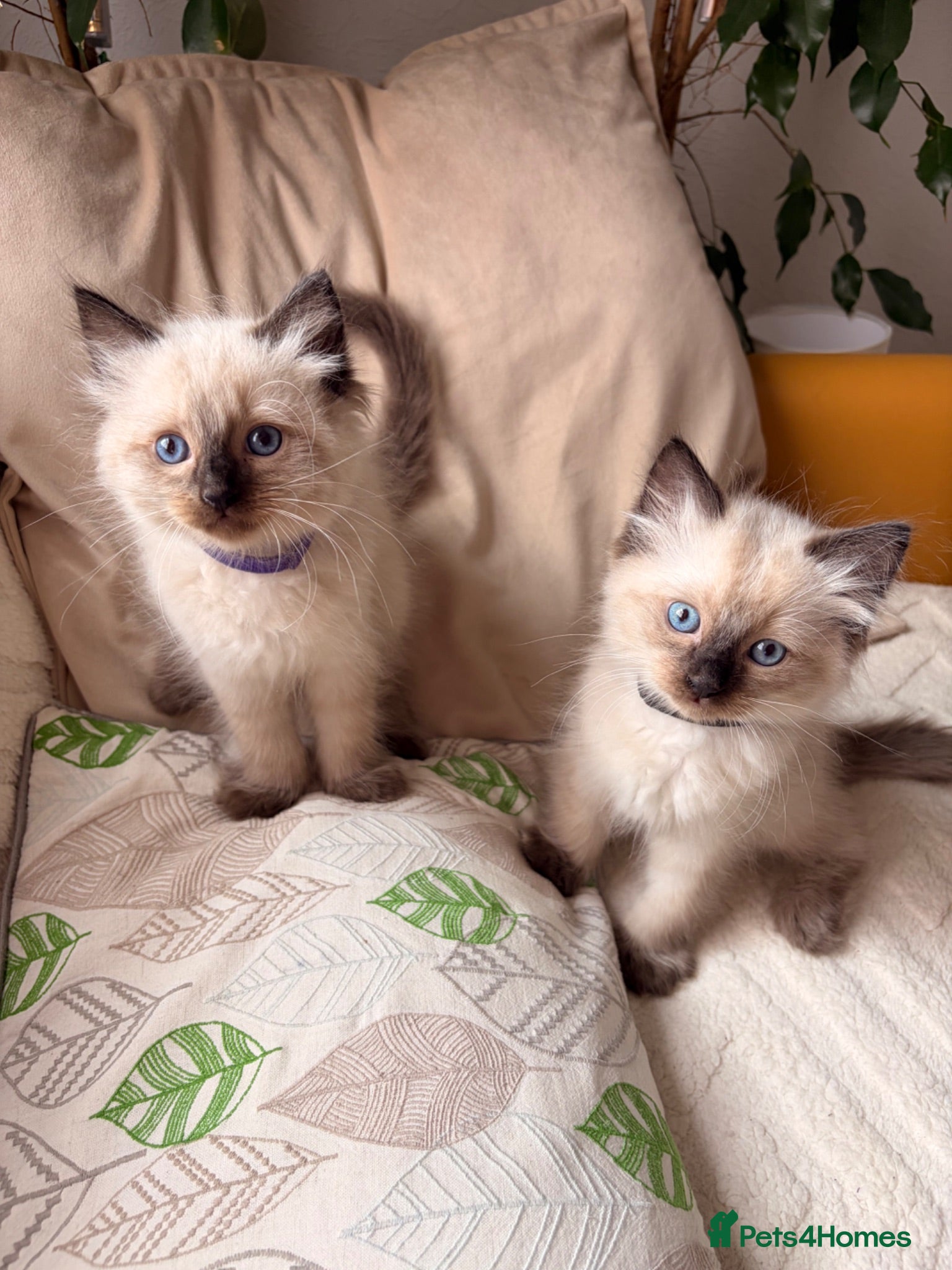 Ragdoll cats 🌸Pure Ragdoll kittens🌸 Ready Now🌸 - Advert 2