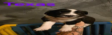 Sprollie 6 Purple