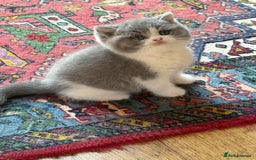 British Shorthair cats for sale: British Shorthair Kittens - Image 7