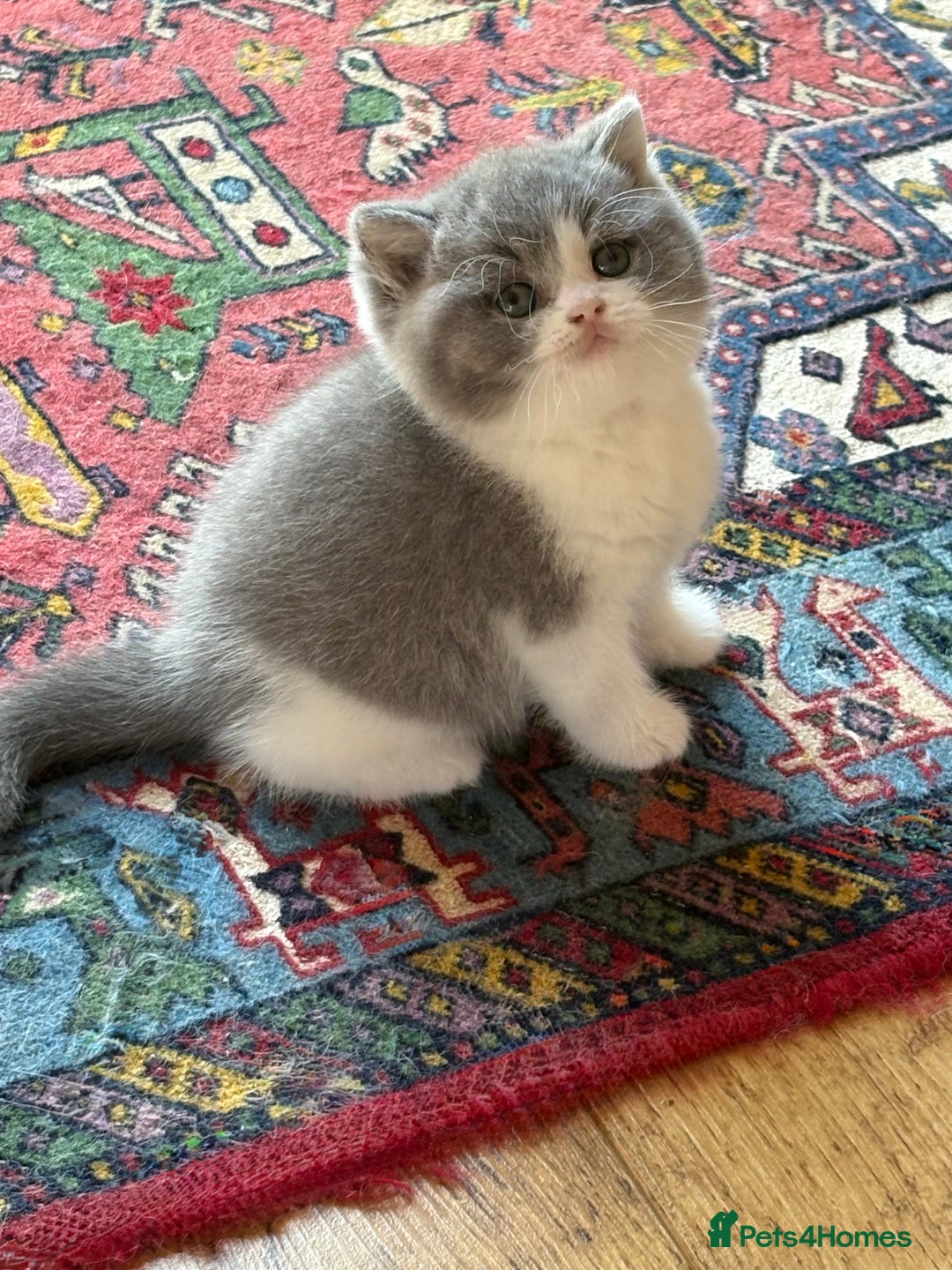 British Shorthair cats for sale: British Shorthair Kittens - Image 7