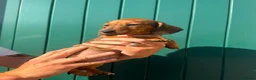 Miniature Dachshund dogs for sale: Tan miniature smooth hair dachshund pups for sale - Advert 6