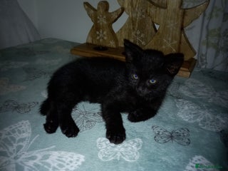 Mixed Breed cats - Advert 2