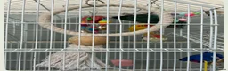 Mixed Breed birds for sale: Kakariki Birds for Sale – 1 Boy & 1 Girl 🐦🐦   - Advert 3