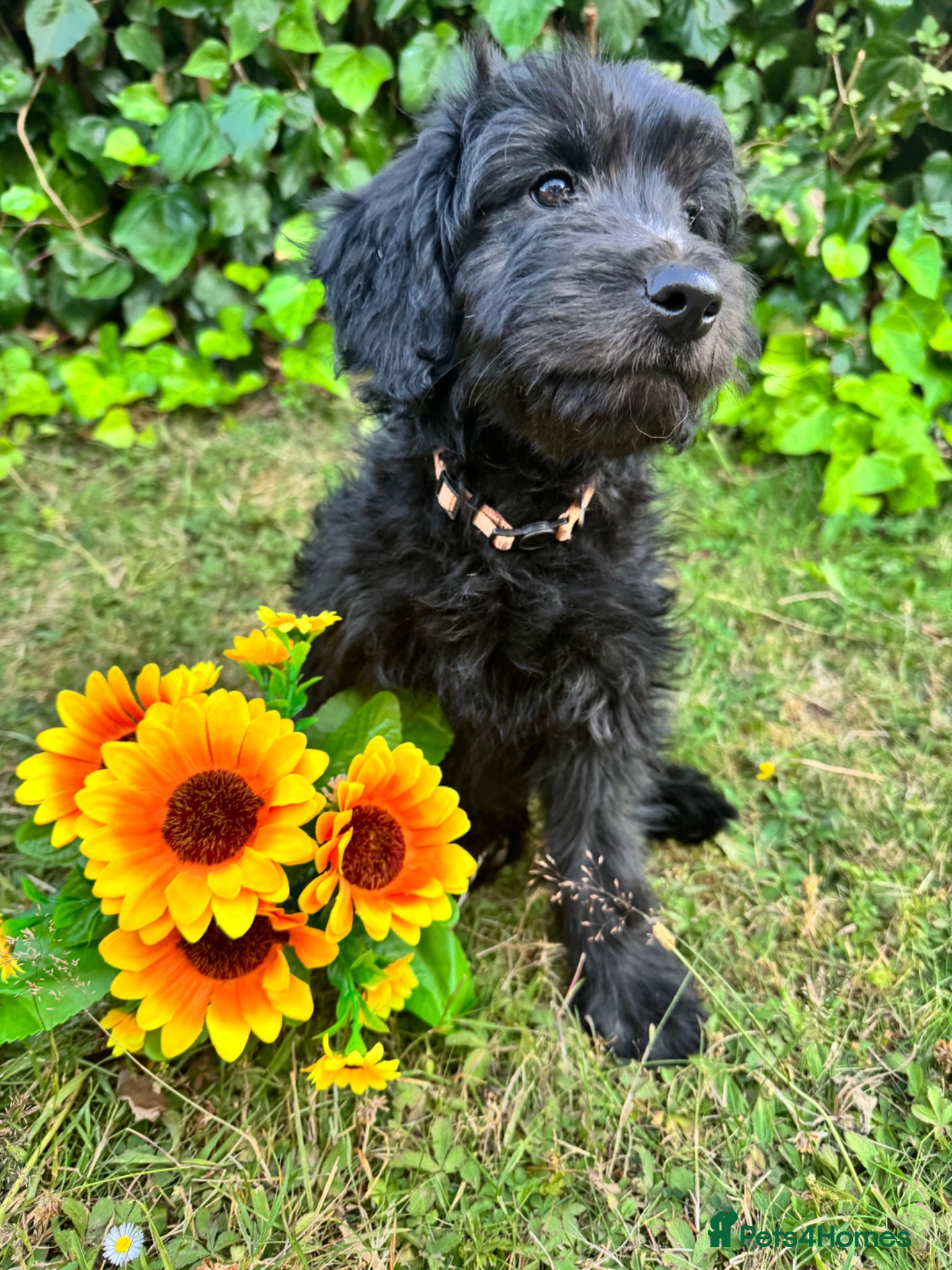 Mini Goldendoodle dogs F1 Mini Goldendoodles  *READY NOW* - Advert 1