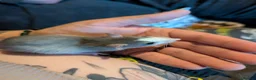 Rat rodents for sale: bonded pair of male rats - Advert 4