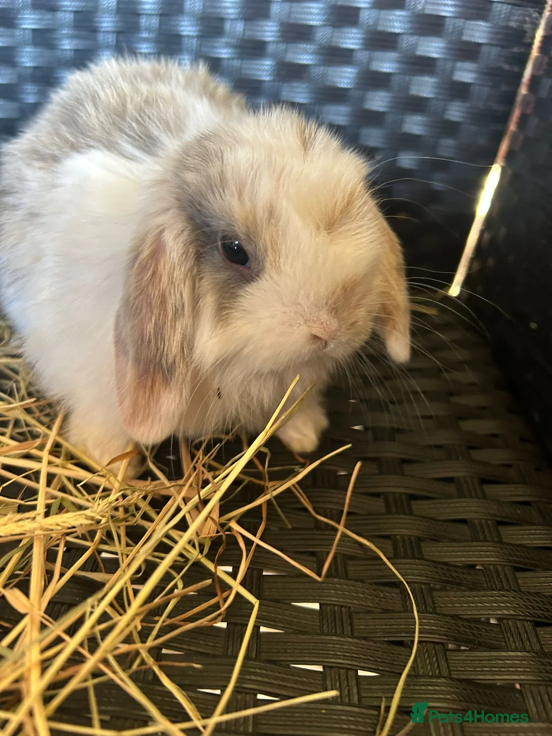 Mini Lop rabbits for sale: Beautiful mini lops - Advert 2