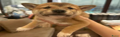Japanese Shiba Inu red