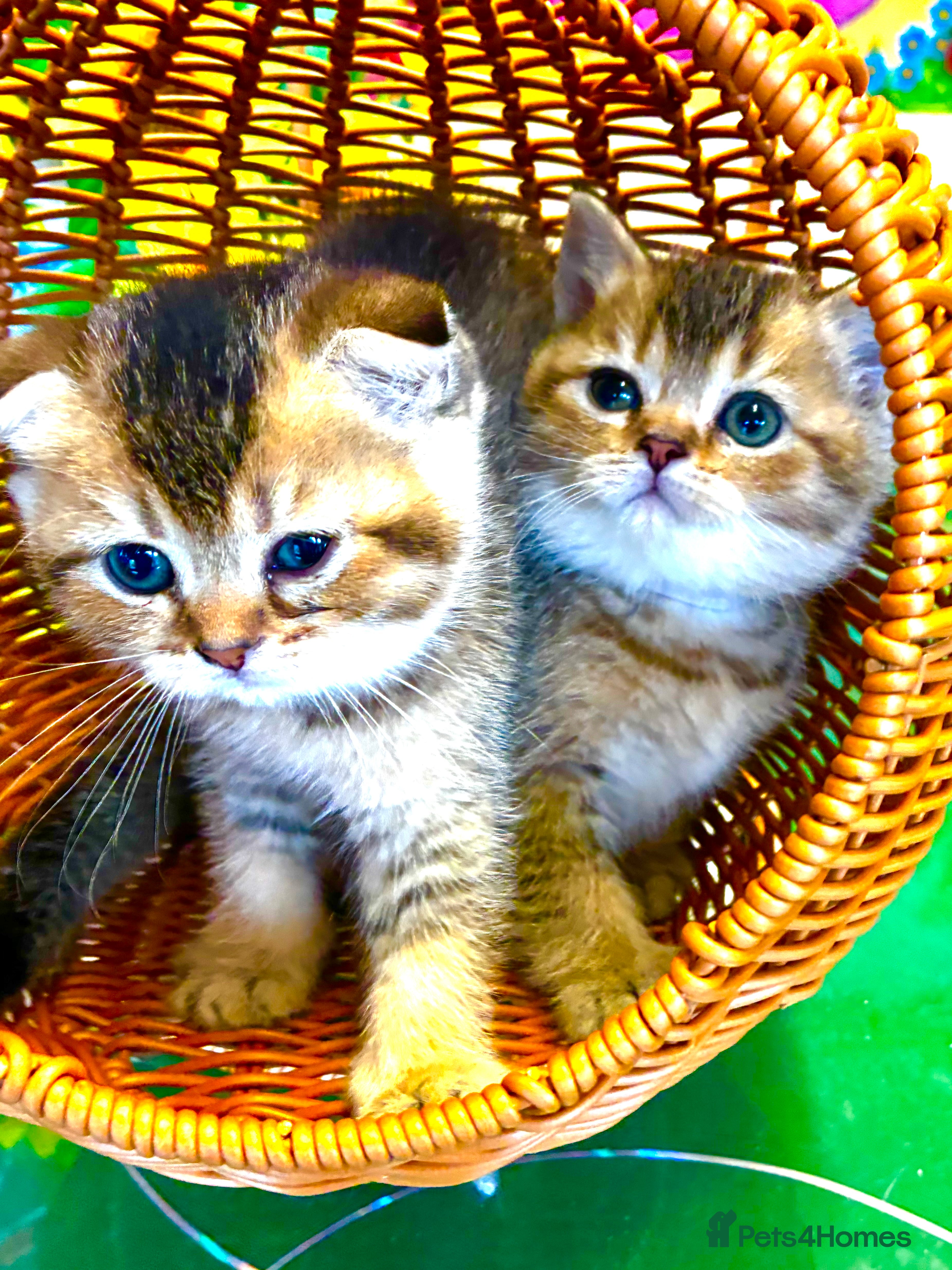 Scottish Fold cats 5 Scottish Fold Kittens for sale - Advert 18