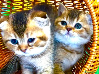 Scottish Fold cats 5 Scottish Fold Kittens for sale - Advert 4