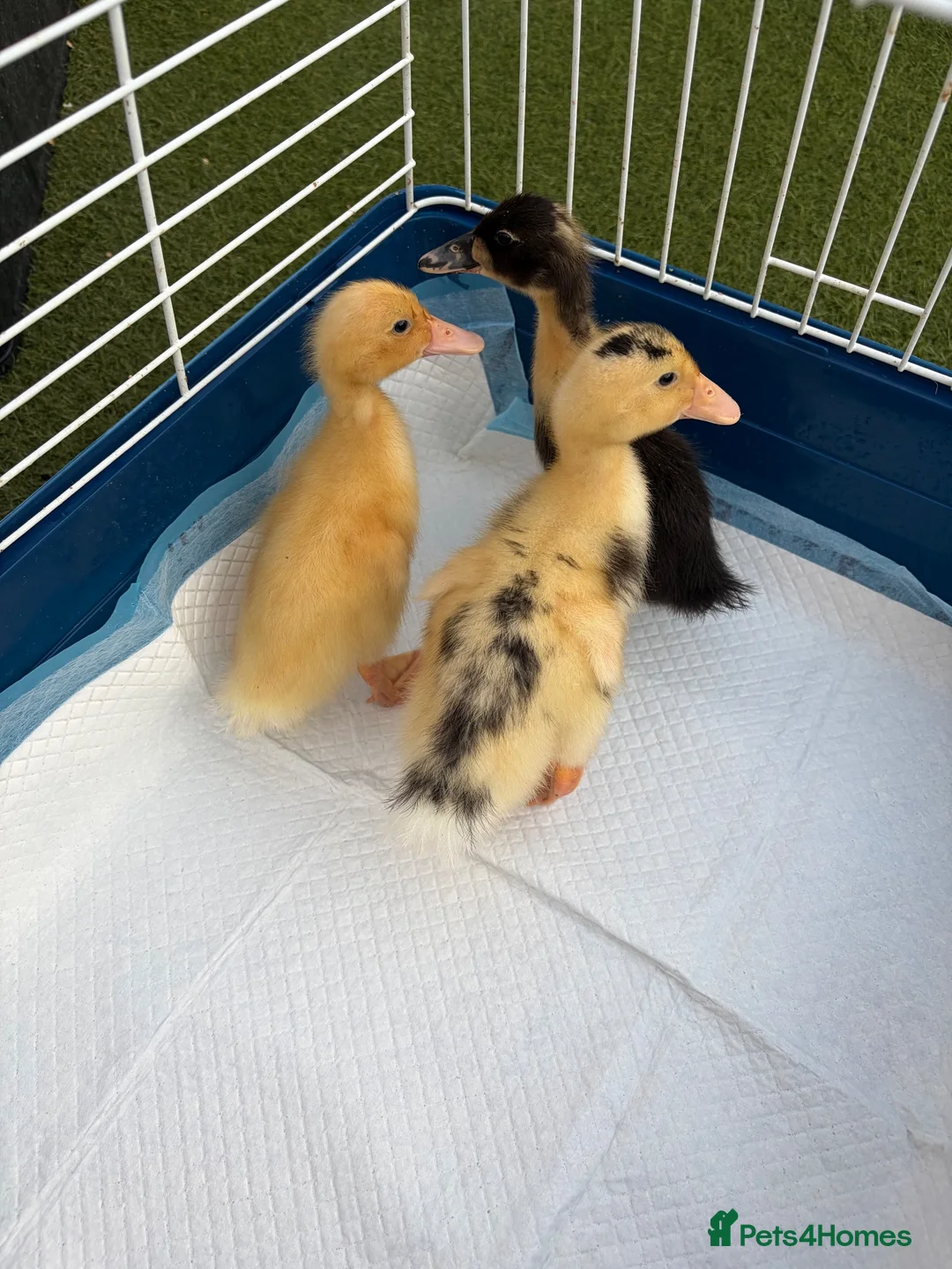 Ducks poultry for sale: 🦆🦆Ducklings for sale 🦆🦆 in Wigston - Advert 2