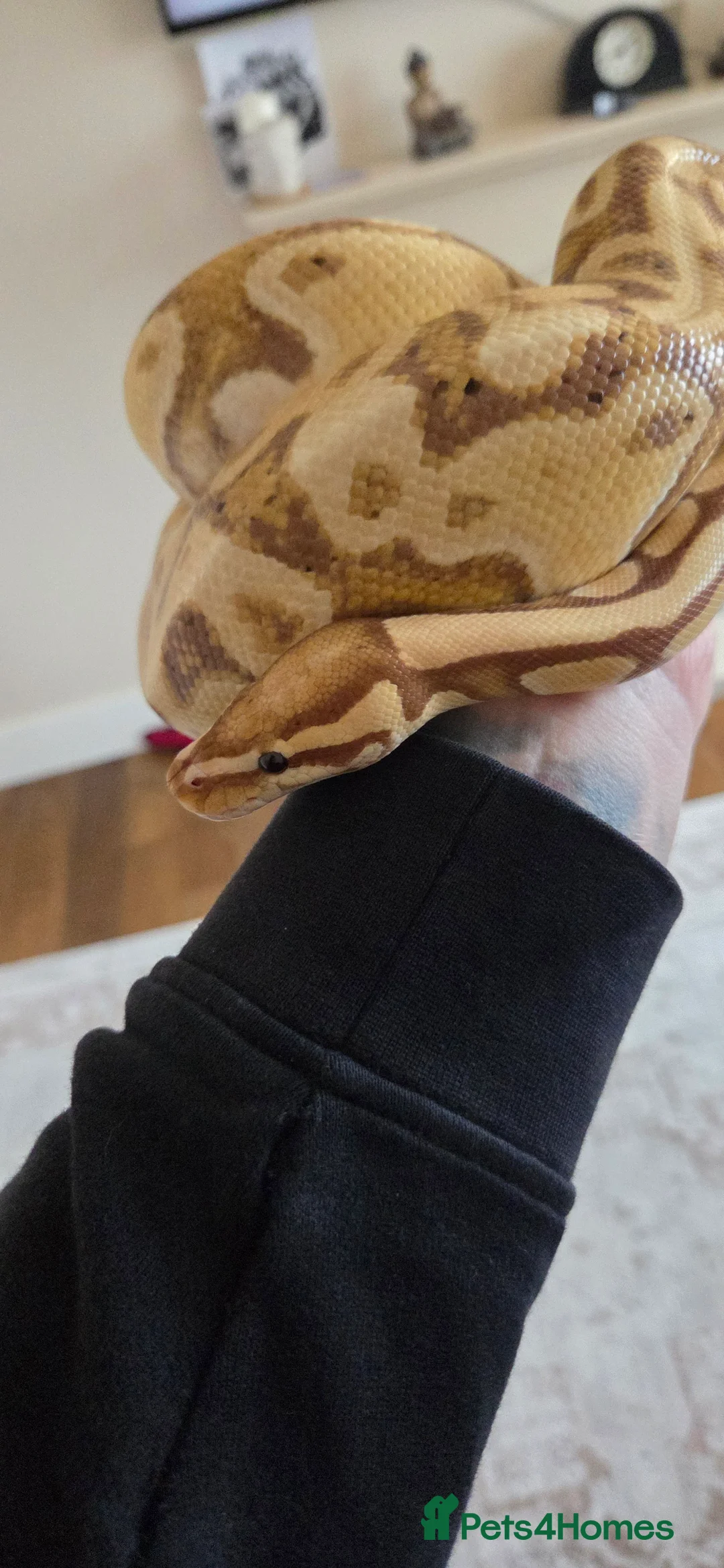 Python Snake reptiles for sale: Banana royal python  - Advert 3