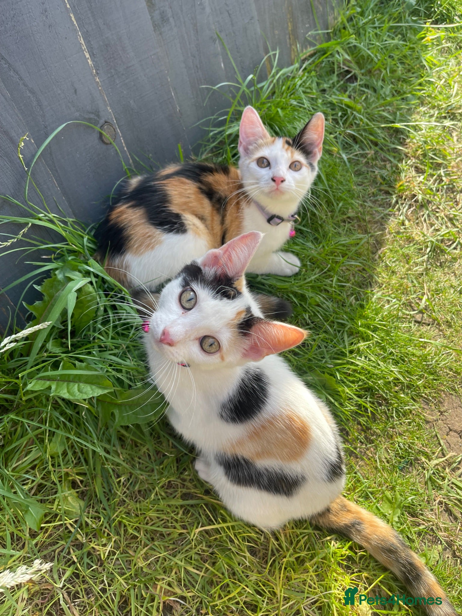 Domestic Shorthair cats Friendly 4 month old kittens for sale - Advert 7