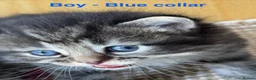 Bengal cats for sale: Beautiful Bengal X Tabby X kittens  in Dunfermline - Advert 9