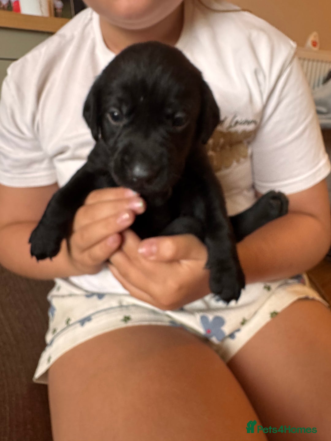 Springador dogs for sale: Springador puppies - Image 8