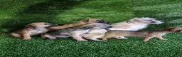 Mixed Breed dogs for sale: Border terrier cross jack russel puppies  - Advert 5