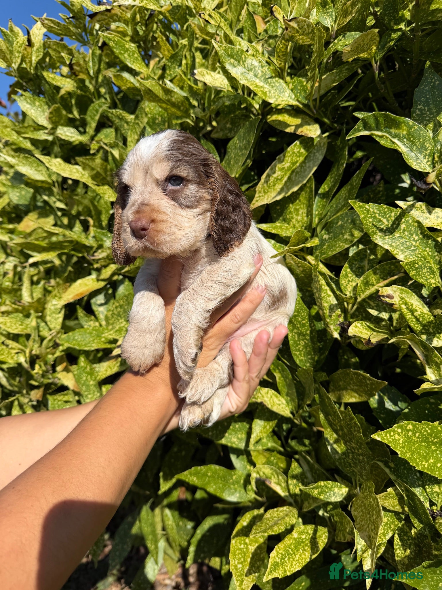 Cocker Spaniel dogs LAST BOY- TRUE SHOW TYPE COCKER SPANIELS - Advert 1