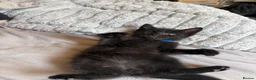 Mixed Breed cats for sale: 4Beautiful kittens looking for their forever home  - Advert 5