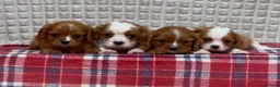 Cavalier King Charles Spaniel dogs for sale: STUNNING CAVALIER KING CHARLES PUPPIES  - Advert 7