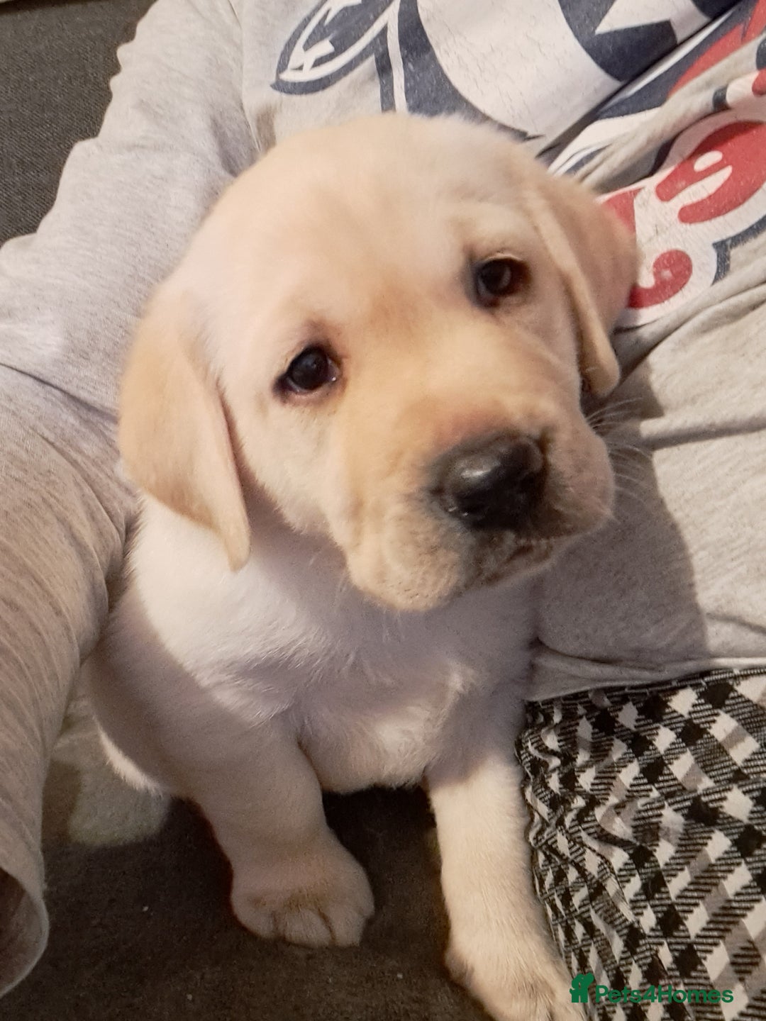 Labrador Retriever dogs for sale: six boys and six girls - Image 16