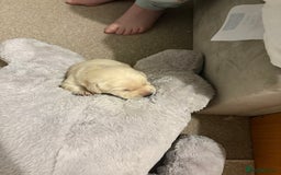 Labrador Retriever dogs for sale: Beautiful chunky yellow  Labrador puppy’s  - Image 21