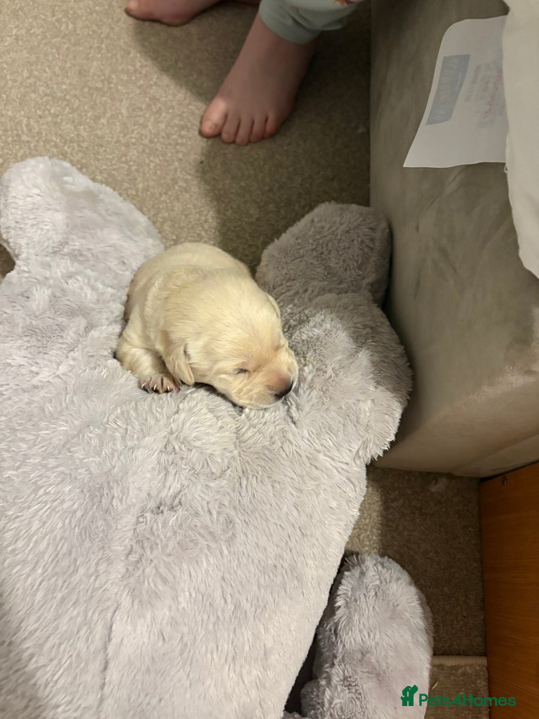 Labrador Retriever dogs for sale: Beautiful chunky yellow  Labrador puppy’s  - Image 21