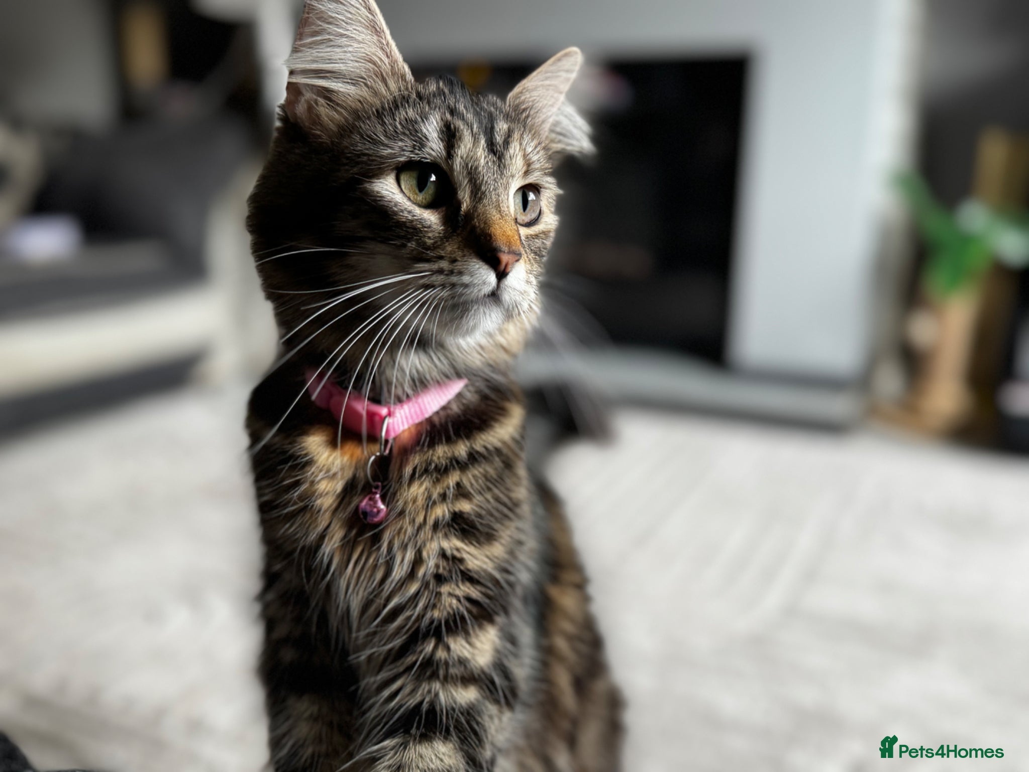 Mixed Breed cats for sale: 2 beautiful female kittens available  - Advert 5