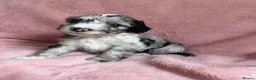 Cockapoo dogs for sale: Rare coloured f1 cockapoo pups - Advert 3