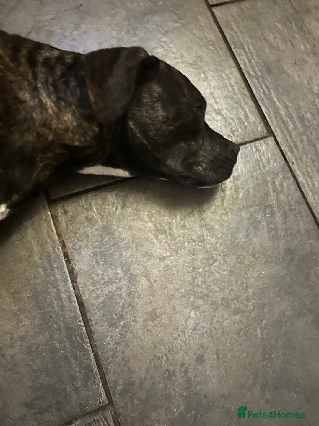 Mixed Breed dogs for sale: For sale rehomingCane corso cross female - Image 2