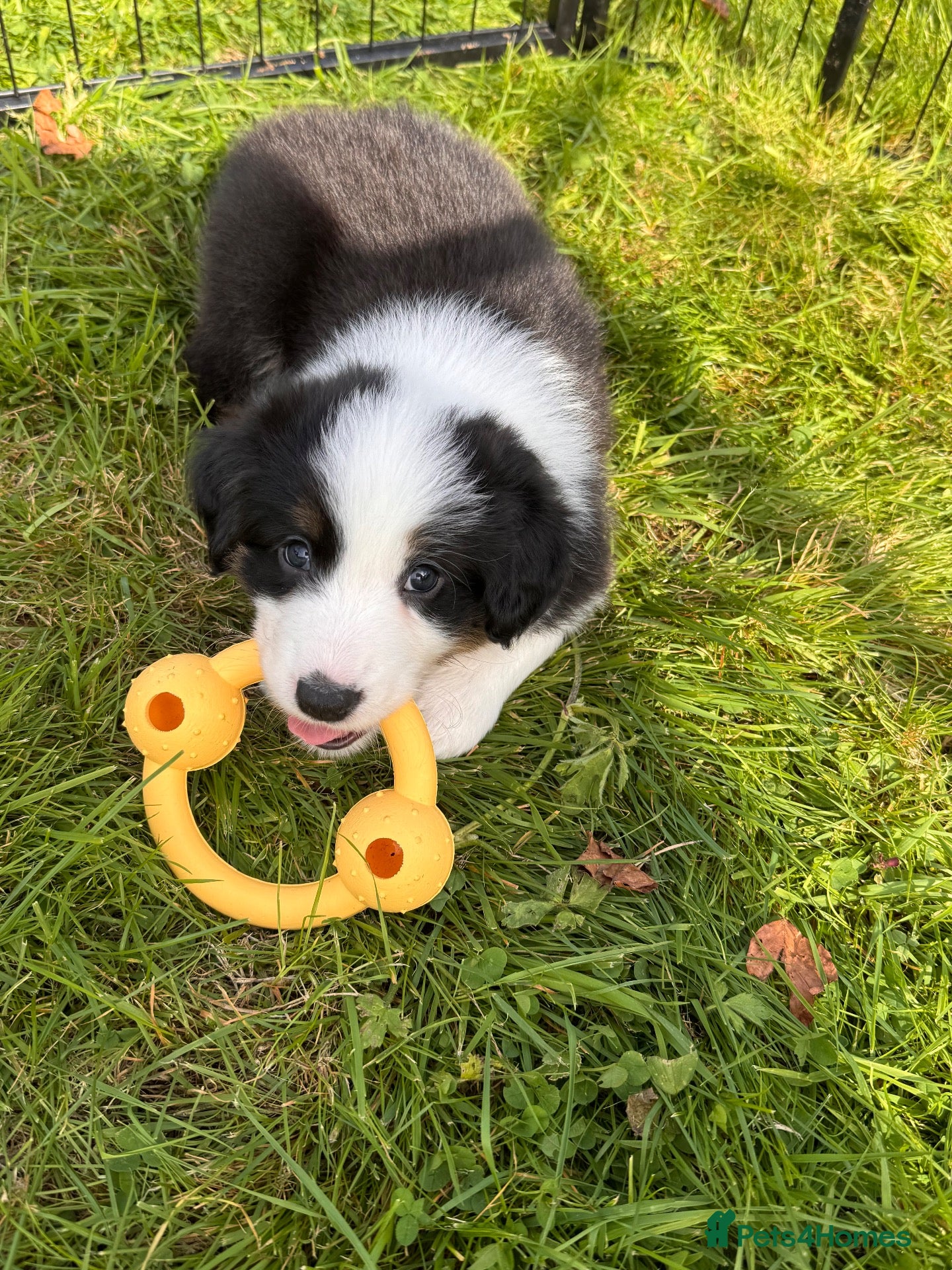 Border Collie dogs Rough coated male border collie pup - Advert 2