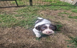English Springer Spaniel dogs for sale: KC registered English Springer Spaniel - Image 14