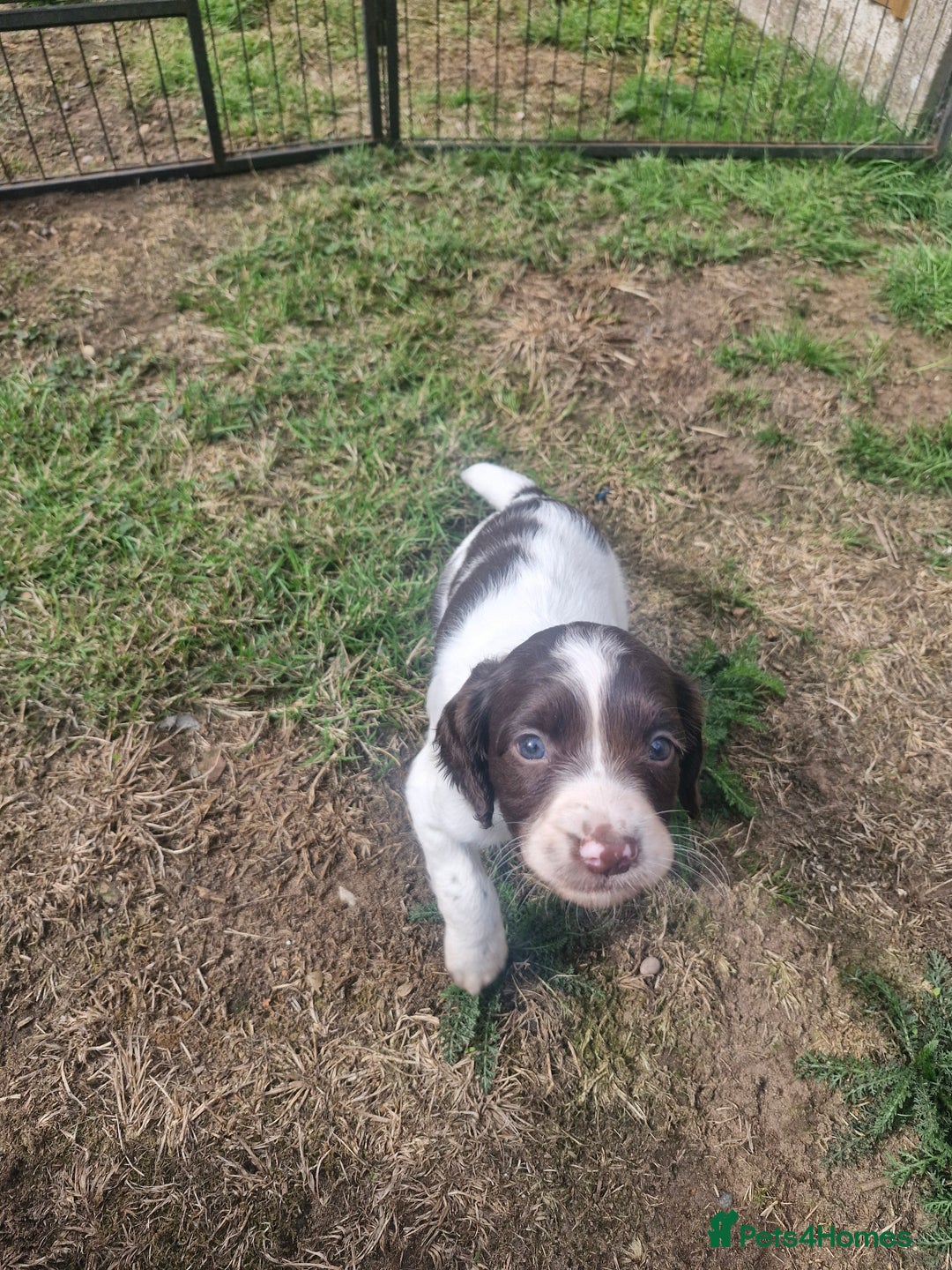 English Springer Spaniel dogs for sale: KC registered English Springer Spaniel - Image 14