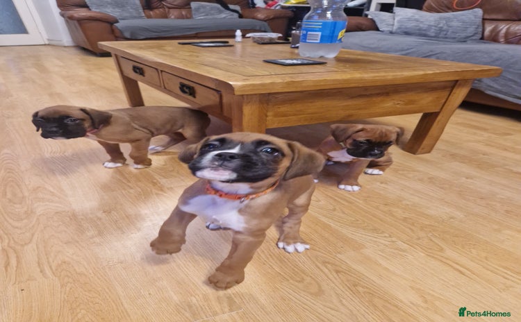 Boxer dogs - Advert 4