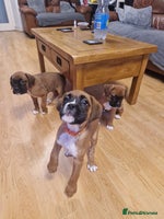 Boxer dogs - Advert 1