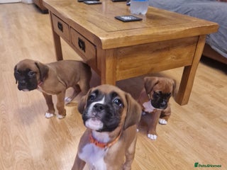 Boxer dogs - Advert 6