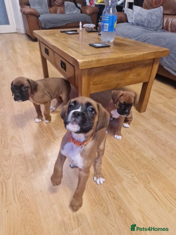 Boxer dogs - Advert 4